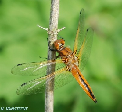 Libellula fulva